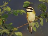 12-11-2019, Ivory Coast - White-throated Bee-eater (Witkeelbijeneter)