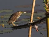 12-11-2019, Ivory Coast - Straited Heron (Mangrovereiger)