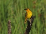 12-11-2019, Ivory Coast - Black-necked Weaver (Zwartnekwever)