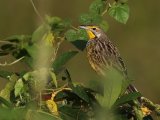 12-11-2019, Ivory Coast - Yellow-throated Longclaw (Geelkeellangklauw)