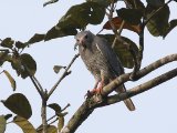 12-11-2019, Ivory Coast - Lizard Buzzard (Hagedisbuizerd)