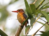 12-11-2019, Ivory Coast - African Pygmy-Kingfisher (Afrikaanse Dwergijsvogel)
