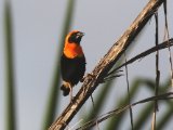 12-11-2019, Ivory Coast - Black-winged Bishop  (Roodvoorhoofdwever)