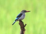 13-11-2019, Ivory Coast - Woodland Kingfisher  (Senegalijsvogel)