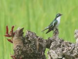 13-11-2019, Ivory Coast - Dideric Cuckoo  (Diederikkoekoek)