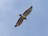 14-11-2019, Ivory Coast - Red-necked Buzzard  (Afrikaanse Roodstaartbuizerd)