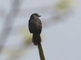 15-11-2019, Guinea - Nimba Flycatcher  (Nimbadrongovliegenvanger)