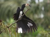 16-11-2019, Guinea - African Pied Hornbill (Bonte tok)