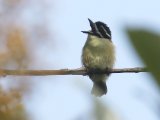 17-11-2019, Guinea - Yellow-rumped Tinkerbird (Geelstuitketellapper)