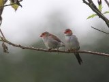 18-11-2019, Guinea - Orange-cheeked Waxbill (Oranjekaakje)