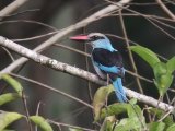 18-11-2019, Guinea - Blue-breasted Kingfisher (Teugelijsvogel)