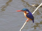 18-11-2019, Guinea - Malachite Kingfisher (Malachiet ijsvogel)