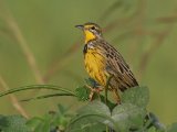 20-11-2019, Guinea - Yellow-throated Longclaw (Geelkeellangklauw)