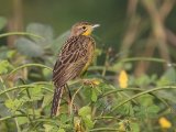 20-11-2019, Guinea - Yellow-throated Longclaw (Geelkeellangklauw)