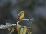 21-11-2019, Guinea - Yellow-fronted Canary (Mozambiquesijs)