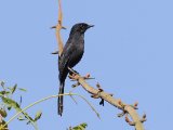 21-11-2019, Guinea - Northern Black Flycatcher (Senegalese Drongovliegenvanger)