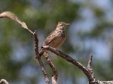 21-11-2019, Guinea - Sunlark (Zonneleeuwerik)