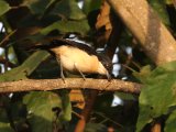 22-11-2019, Guinea - Turati's Boubou (Turati's Fiskaal)