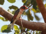 22-11-2019, Guinea - Red-headed Weaver (Scharlaken Wever)