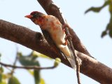 22-11-2019, Guinea -  Red-headed Weaver (Scharlaken Wever)