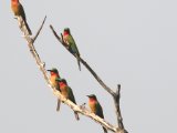 22-11-2019, Guinea - Red-throated Bee-eater (Roodkeelbijeneter)