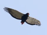 22-11-2019, Guinea - Bateleur (Bateleur)