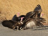 22-11-2019, Guinea - Hooded Vulture (Kapgier)