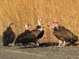 22-11-2019, Guinea - Hooded Vulture (Kapgier)