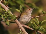 23-11-2019, Guinea - Grey-backed Camaroptera (Blaatcamaroptera)