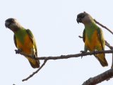 23-11-2019, Guinea - Senegal Parrot (Bonte boertje)