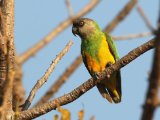 23-11-2019, Guinea -  Senegal Parrot (Bonte boertje)