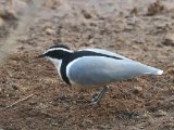 23-11-2019, Senegal - Egyptian Plover (Krokodillenwachter)