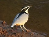 23-11-2019, Senegal - Egyptian Plover (Krokodillenwachter)