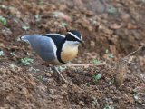 23-11-2019, Senegal - Egyptian Plover (Krokodillenwachter)