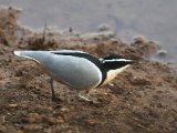 23-11-2019, Senegal - Egyptian Plover (Krokodillenwachter)