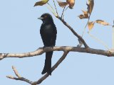 24-11-2019, Senegal - Glossy-backed Drongo (Glansrugdrongo)