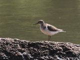 24-11-2019, Senegal - Common Sandpiper (Oeverloper)