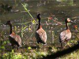 24-11-2019, Senegal - White-faced Whistling Duck (Witwangfluiteend)