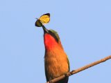 24-11-2019, Senegal - Red-throated Bee-eater (Roodkeelbijeneter)