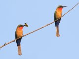 24-11-2019, Senegal - Red-throated Bee-eater (Roodkeelbijeneter)