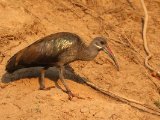 25-11-2019, Senegal - Hadada Ibis (Hadada-ibis)