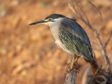 25-11-2019, Senegal - Straited Heron (Mangrovereiger)