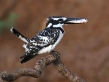 25-11-2019, Senegal - Pied Kingfisher (Bonte ijsvogel)