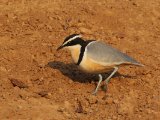 25-11-2019, Senegal - Egyptian Plover (Krokodillenwachter)