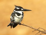 25-11-2019, Senegal - Pied Kingfisher (Bonte ijsvogel)