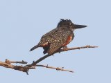 25-11-2019, Senegal - Giant Kingfisher (Afrikaanse Reuzenijsvogel)