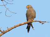 25-11-2019, Senegal - Grey Kestrel (Grijze torenvalk)