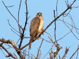 25-11-2019, Senegal - Shikra (Shikra)