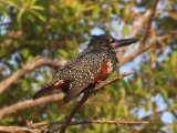 25-11-2019, Senegal - Giant Kingfisher (Afrikaanse Reuzenijsvogel)