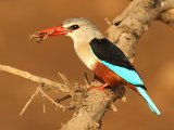 25-11-2019, Senegal - Grey-headed Kingfisher (Grijskopijsvogel)